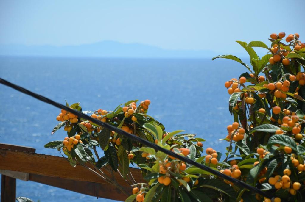 Villa Fortudor Milna  Rum bild